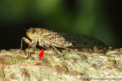 蟬在窗戶|香港蟲誌 Insects Hong Kong: 018 ｜噤若寒